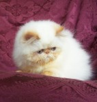 Flame Point Himalayan Kitten  Available NOW!